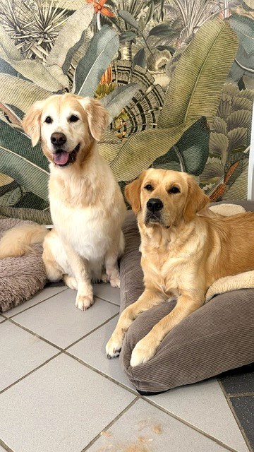 Zwei Golden Retriever im Salon