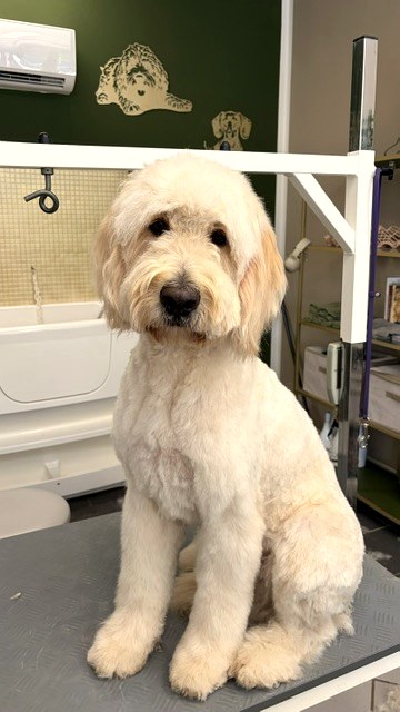Hund nach der Pflege bei Zottel & Chic